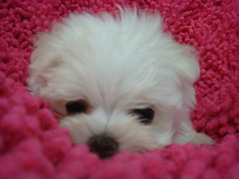 White Puppy on Pink Rug