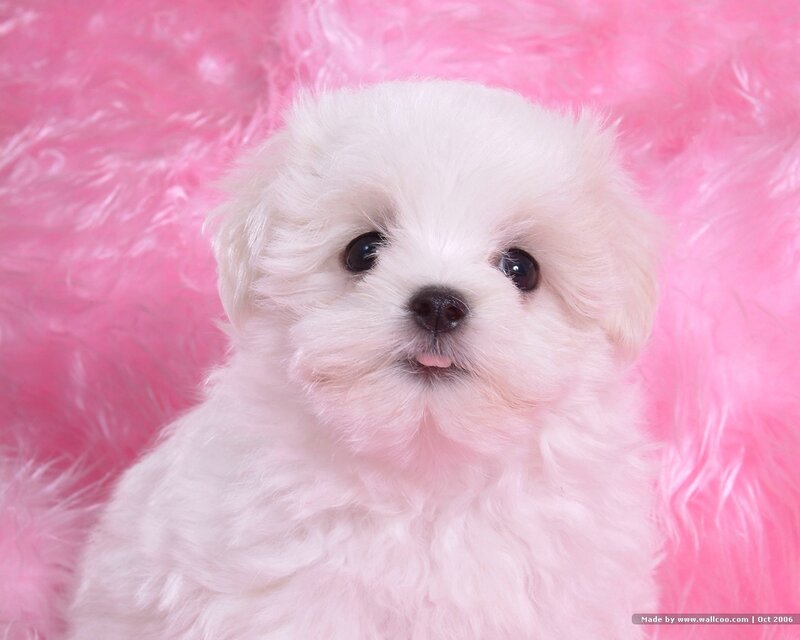White Puppy on Pink Surface