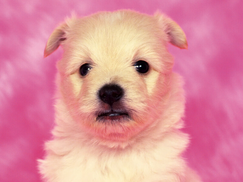 White Puppy on Pink