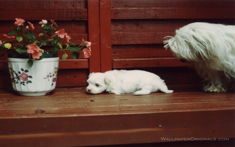 White Puppy on Porch