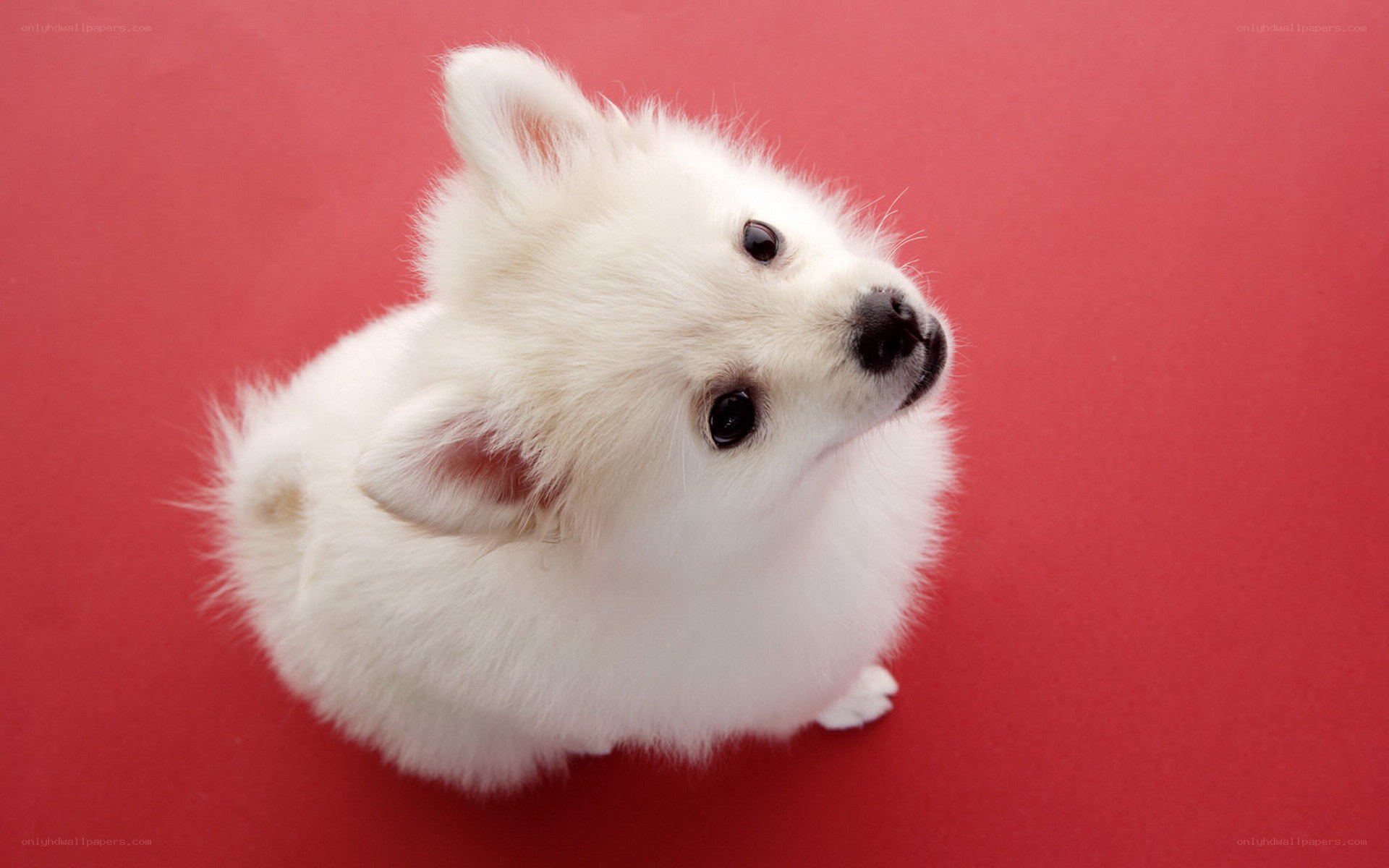 white puppy on red background