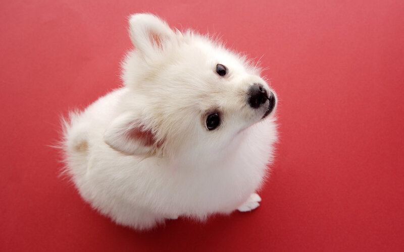 white puppy on red background