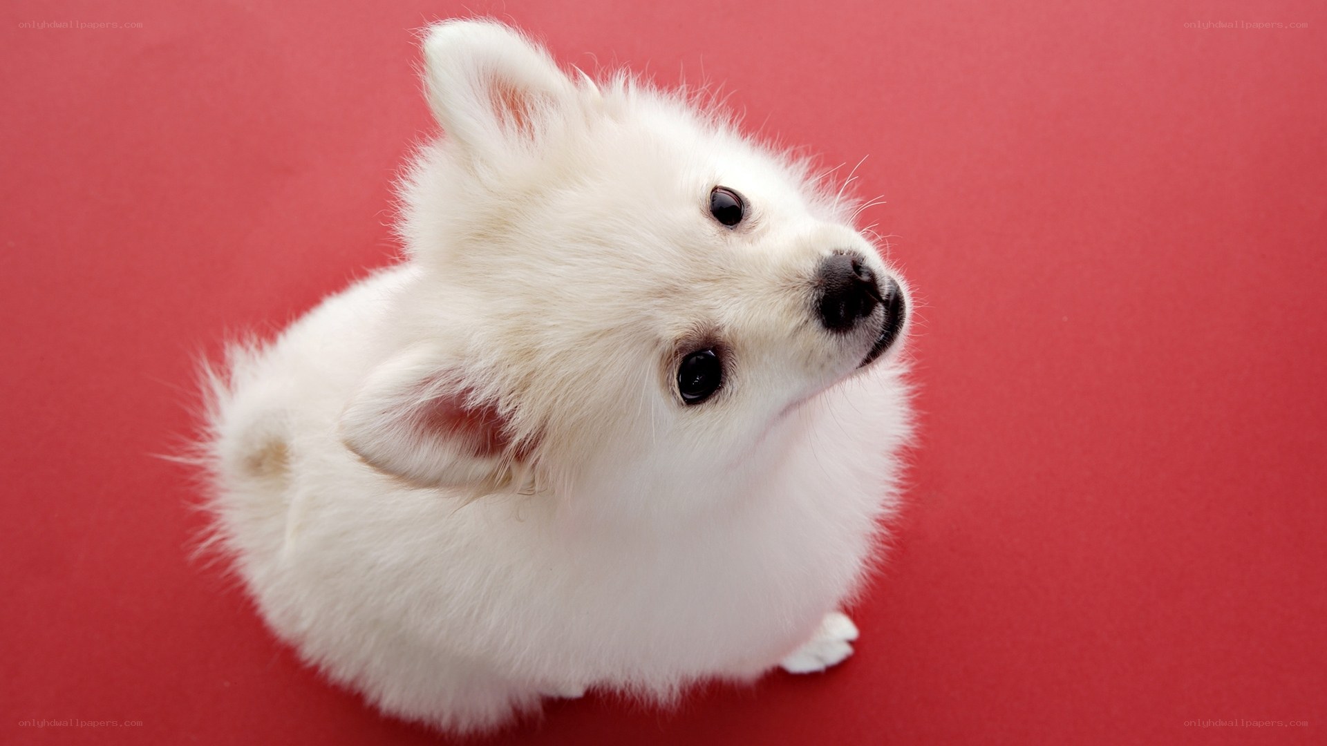 white puppy on red background