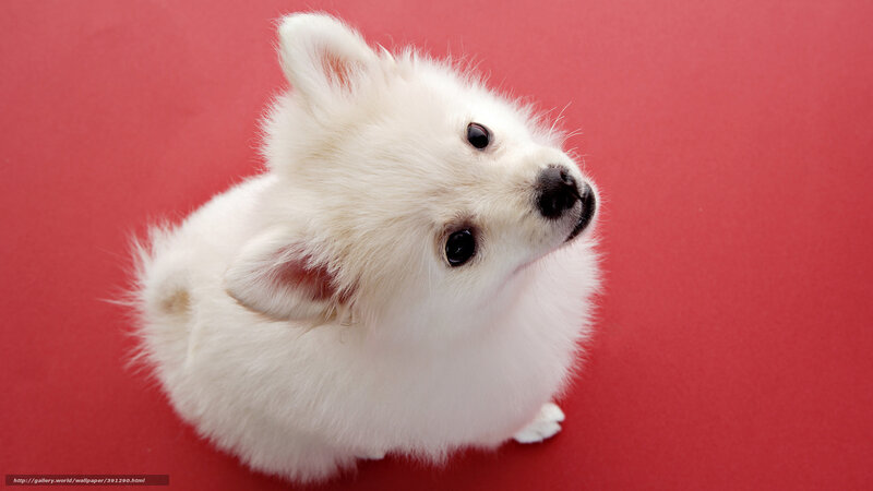 White Puppy on Red — Calm, Photograph, Red Background