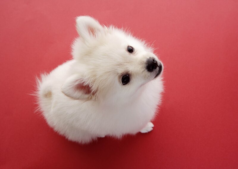 White Puppy on Red — Calm, Photograph