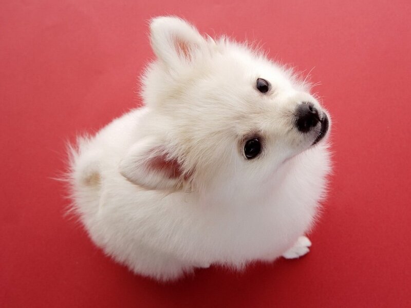 White Puppy on Red — Calm