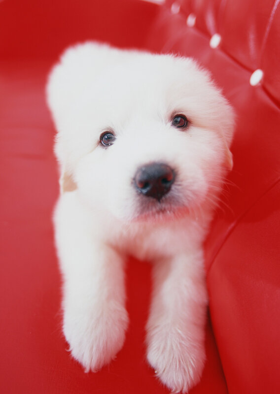 white puppy on red couch