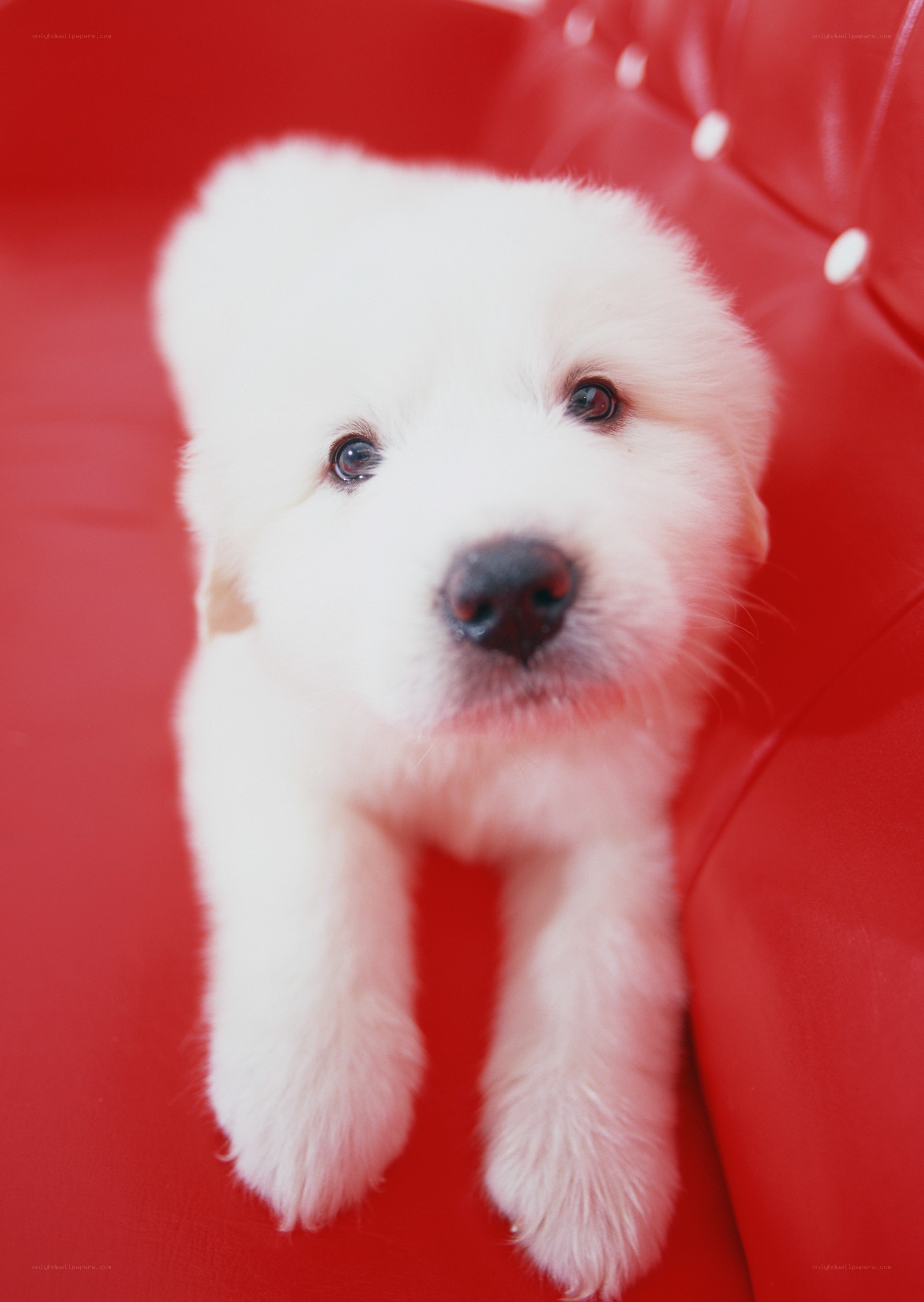 white puppy on red couch