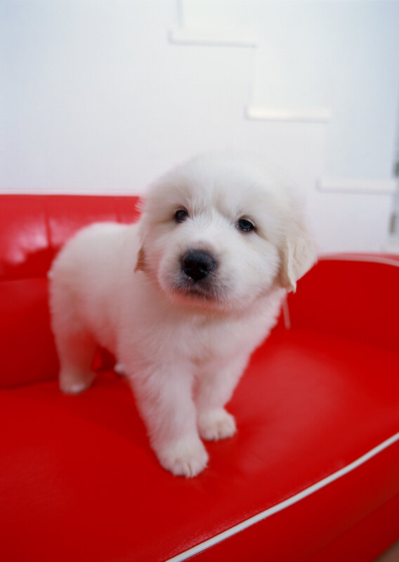 White puppy on red couch