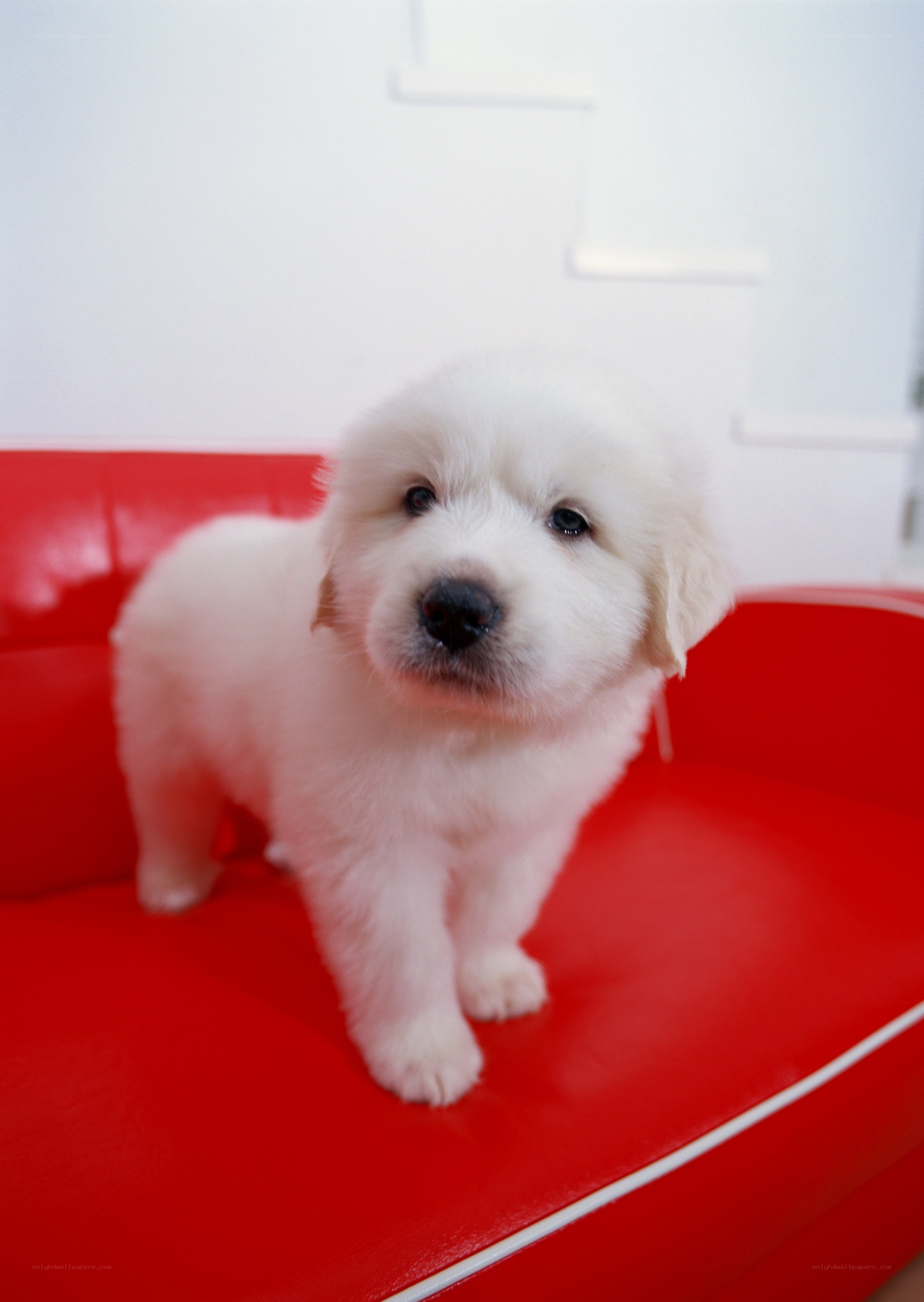 White puppy on red couch