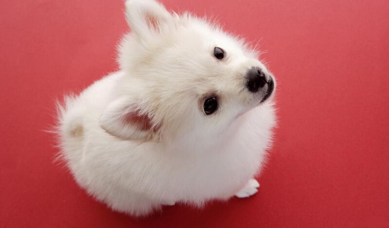 White Puppy on Red