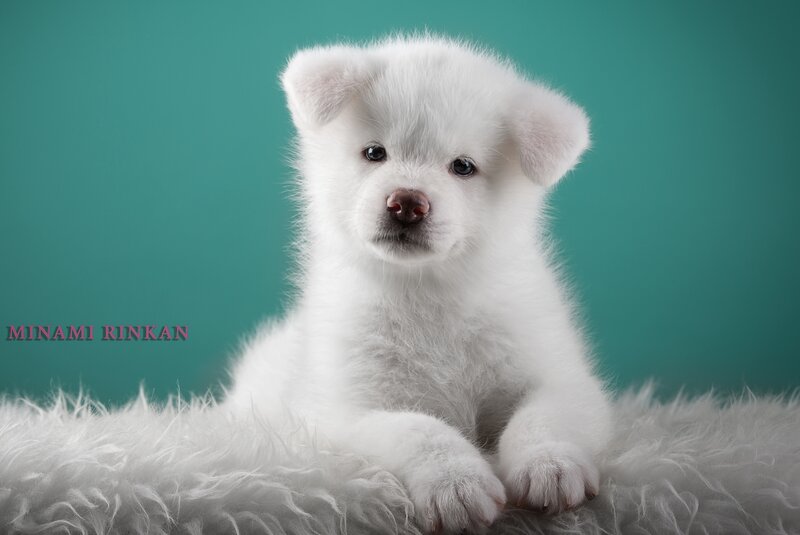 White Puppy on Rug — Calm
