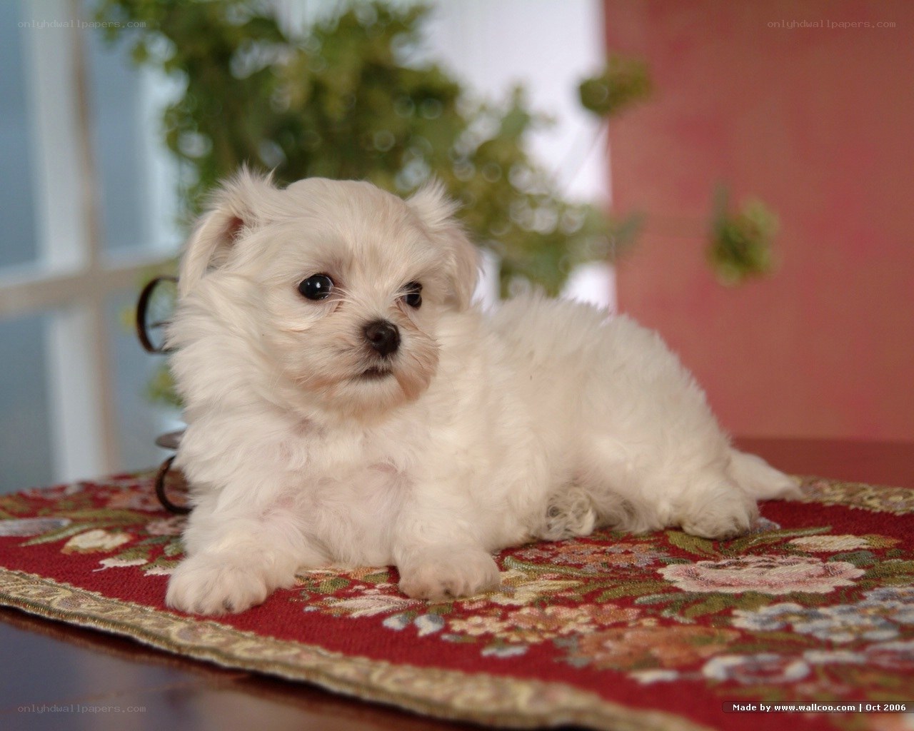 white puppy on rug