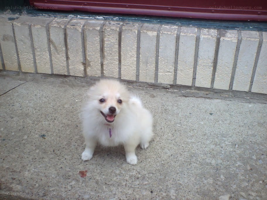 White puppy on sidewalk