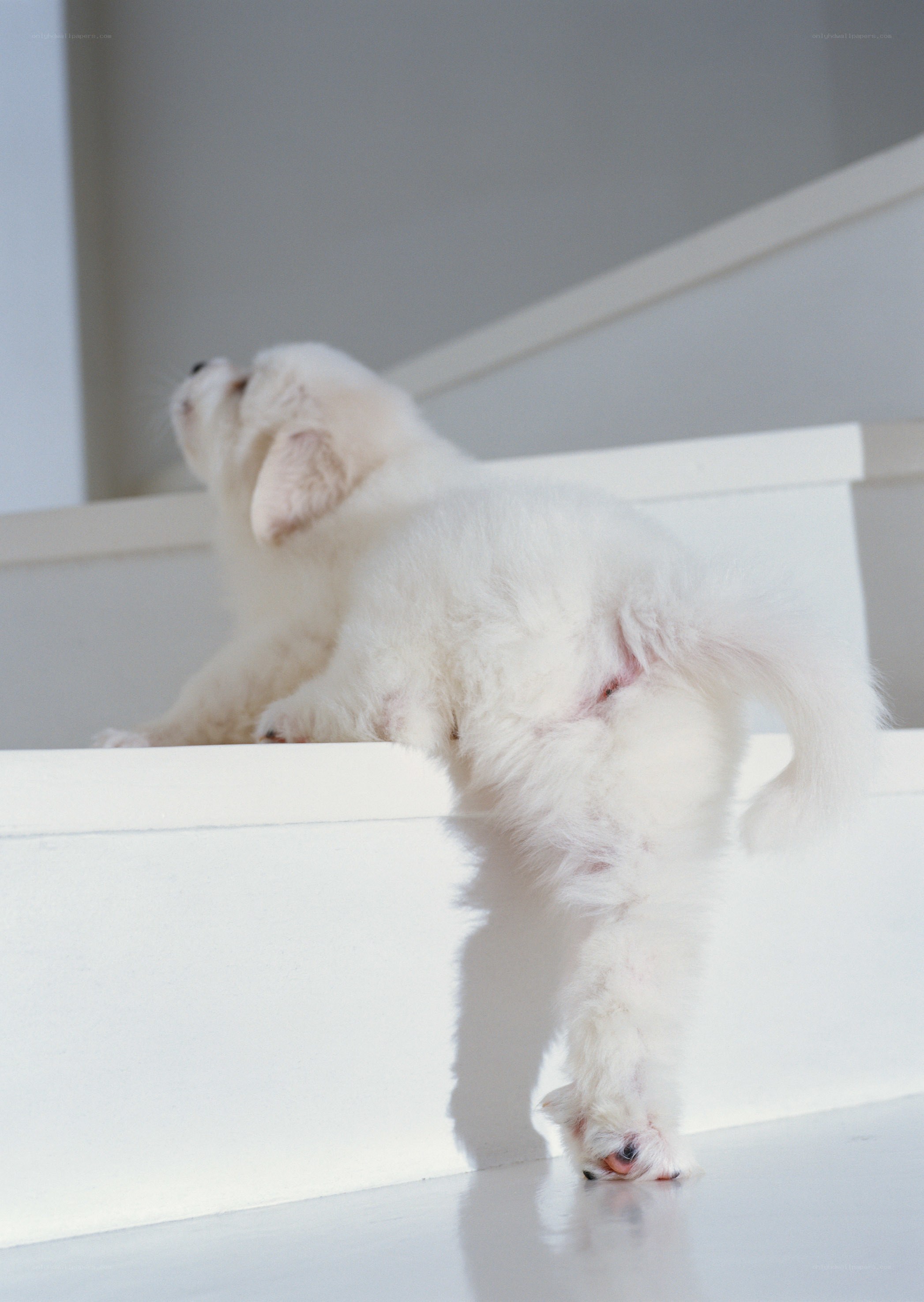 White puppy on stairs