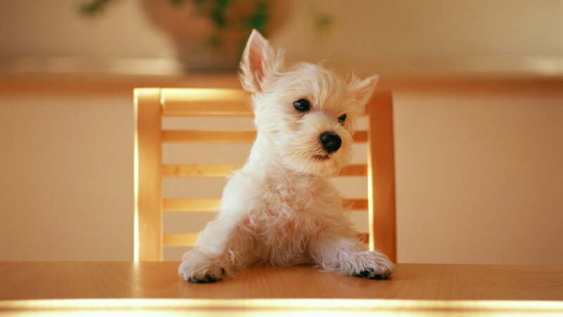 White Puppy on Table — Brown, Calm