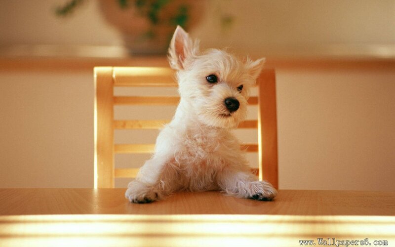 White Puppy on Table — Calm, Photograph, Chair, Plant, Brown, Beige