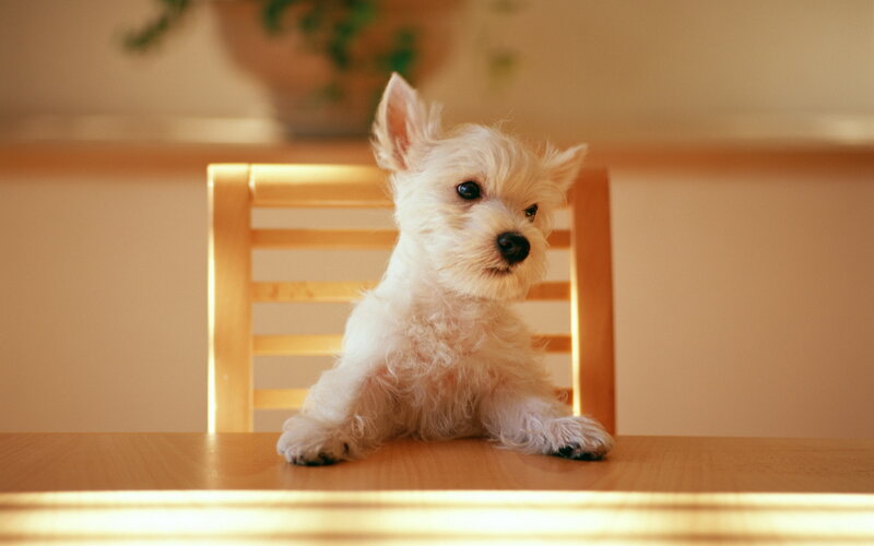White Puppy on Table — Calm, Photograph, Chair, Plant, Brown