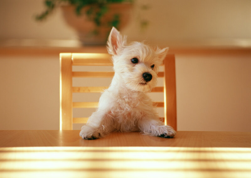 White Puppy on Table — Calm, Photograph, Chair, Plant