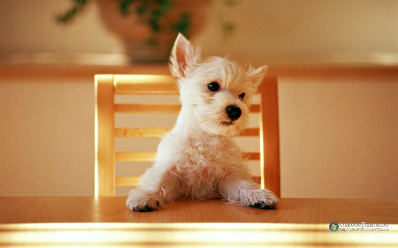 White Puppy on Table — Calm, Photograph