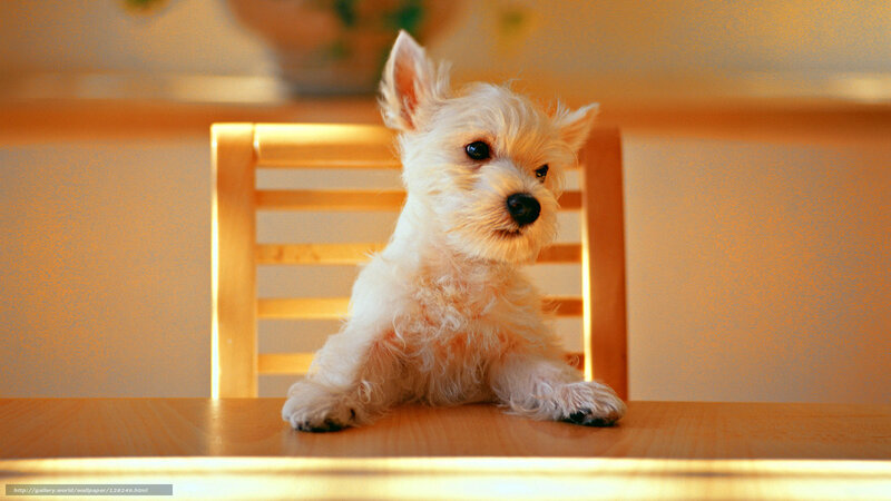White Puppy on Table — Calm