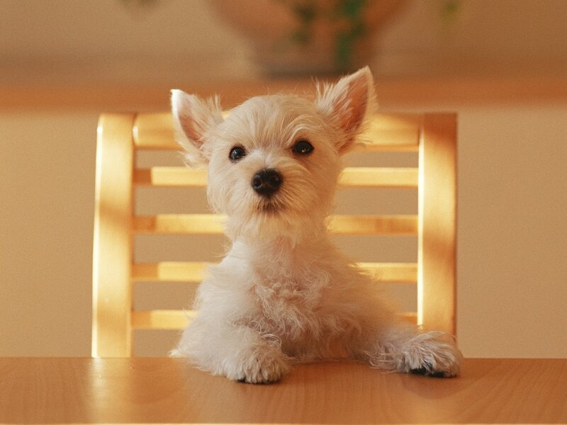 White Puppy on Table