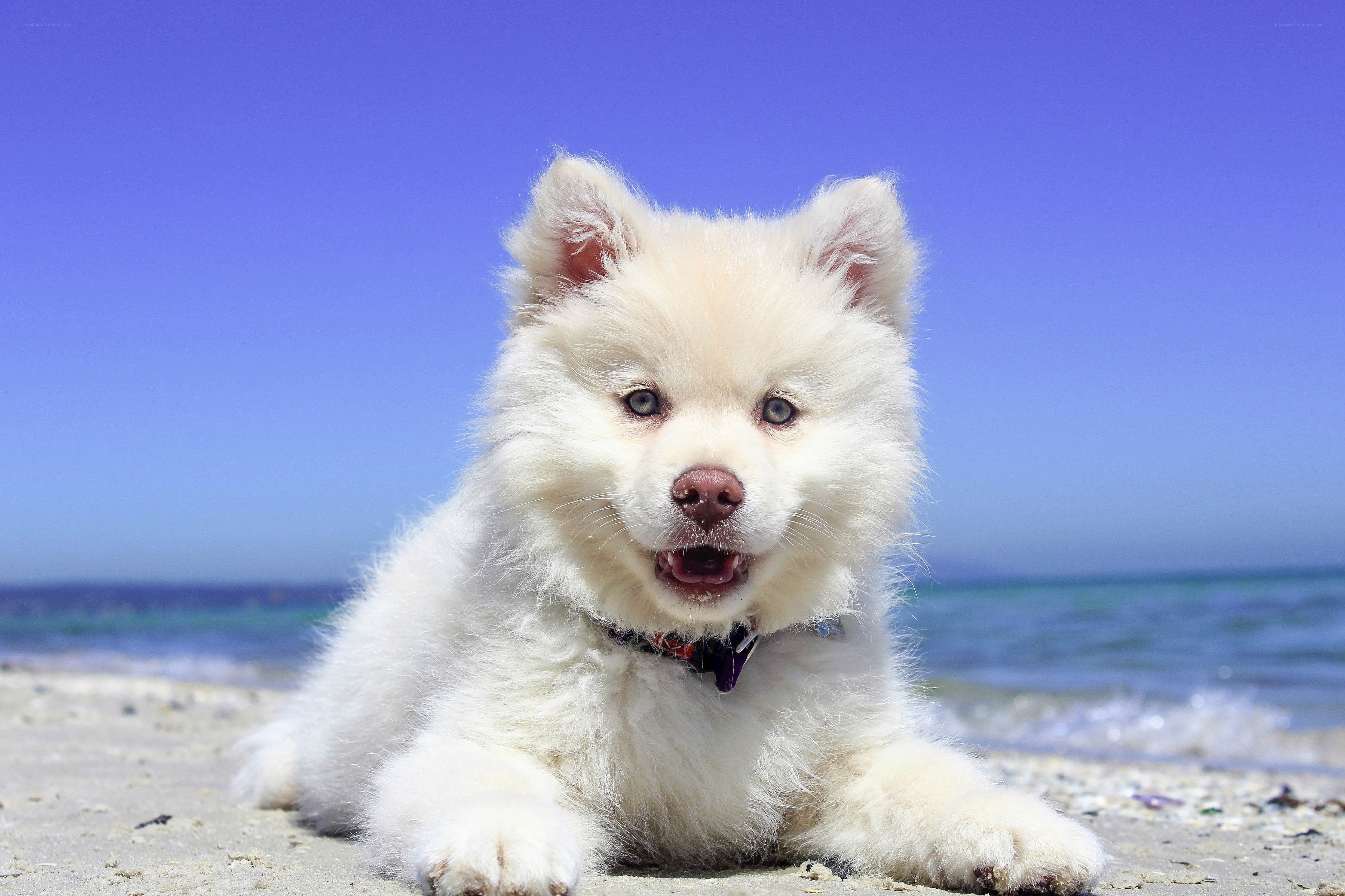 White puppy on the beach