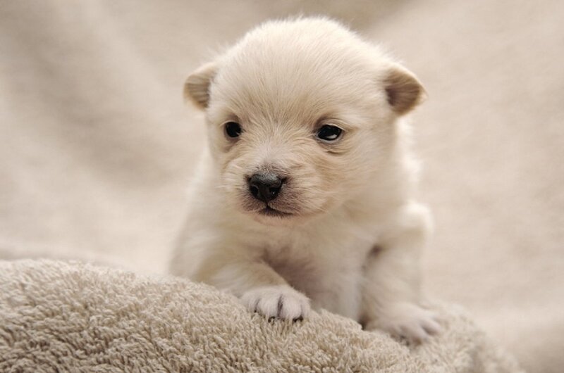 White Puppy on Towel