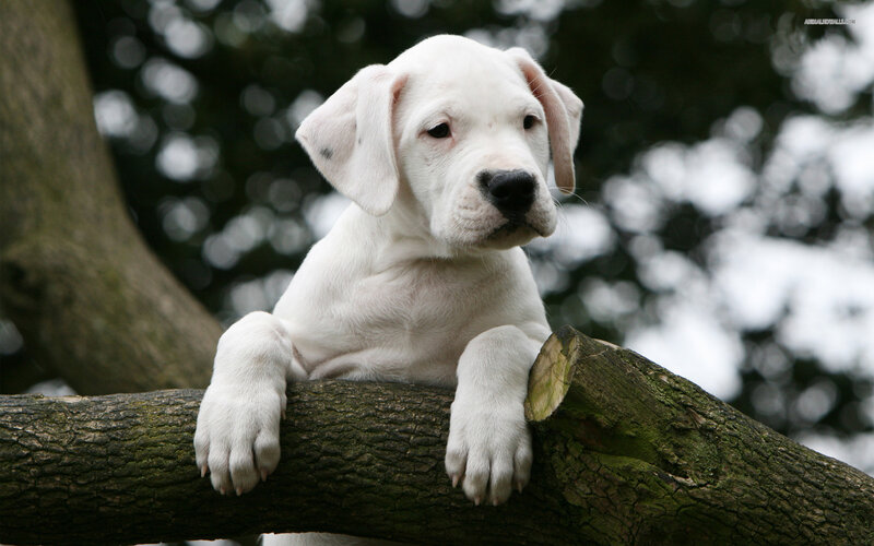 White Puppy on Tree Branch — Calm
