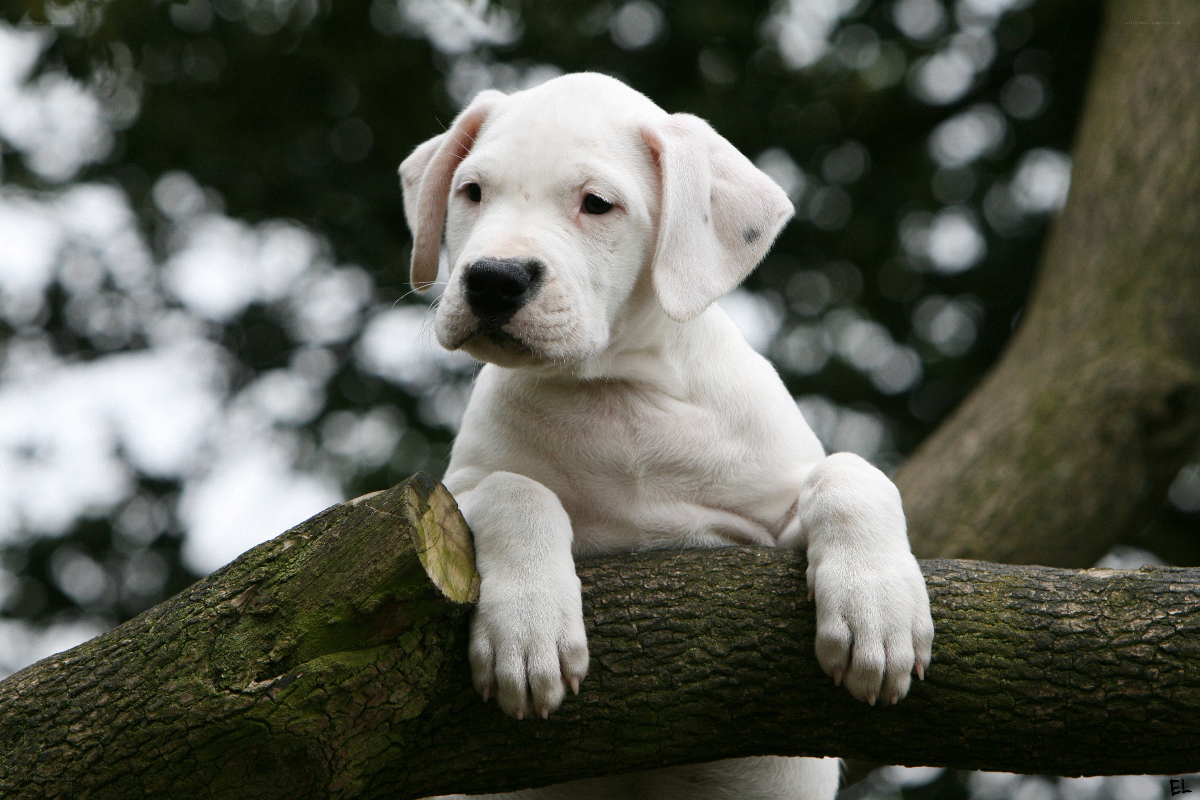 White puppy on tree branch