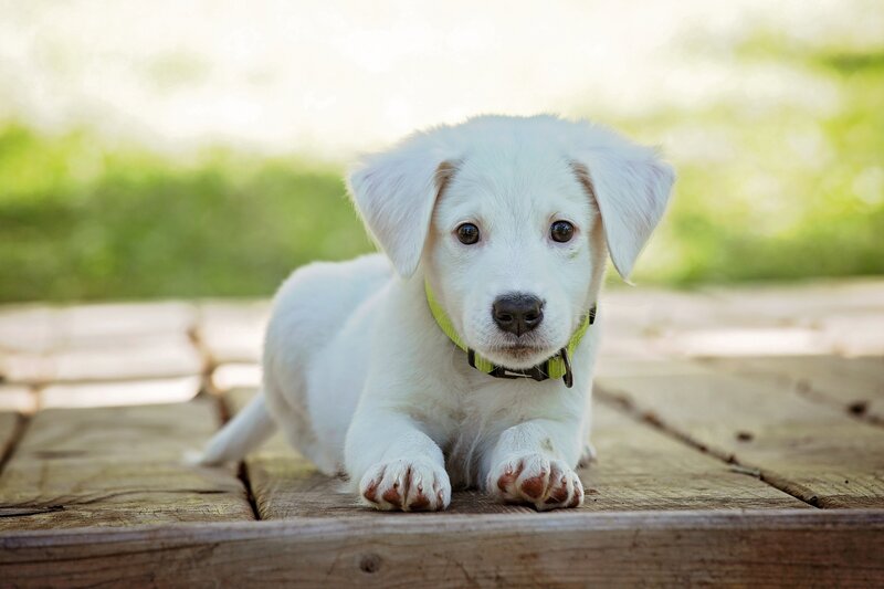 White Puppy on Wood — Calm, Afternoon