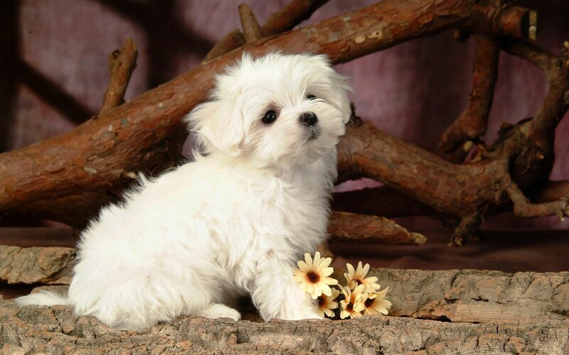 White Puppy on Wood — Calm, Photograph, Flowers