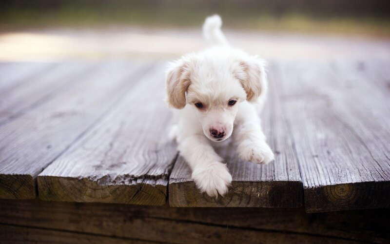 White Puppy on Wood — Calm, Photograph, Wooden Surface