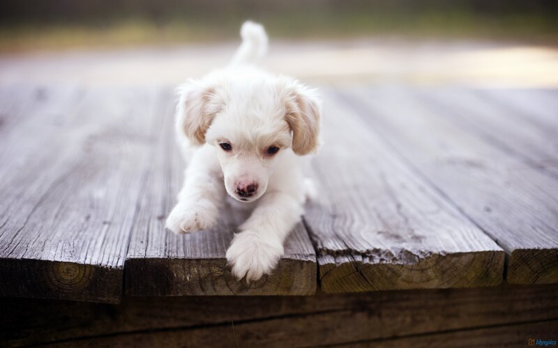 White Puppy on Wood — Calm