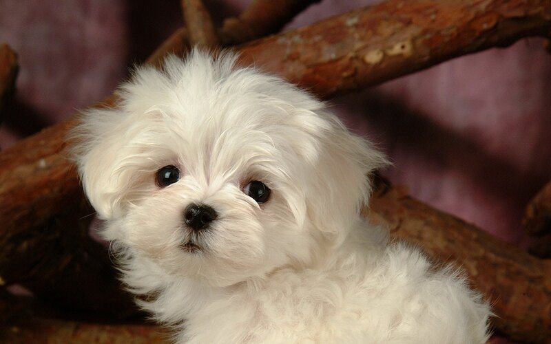 white puppy on wooden branch