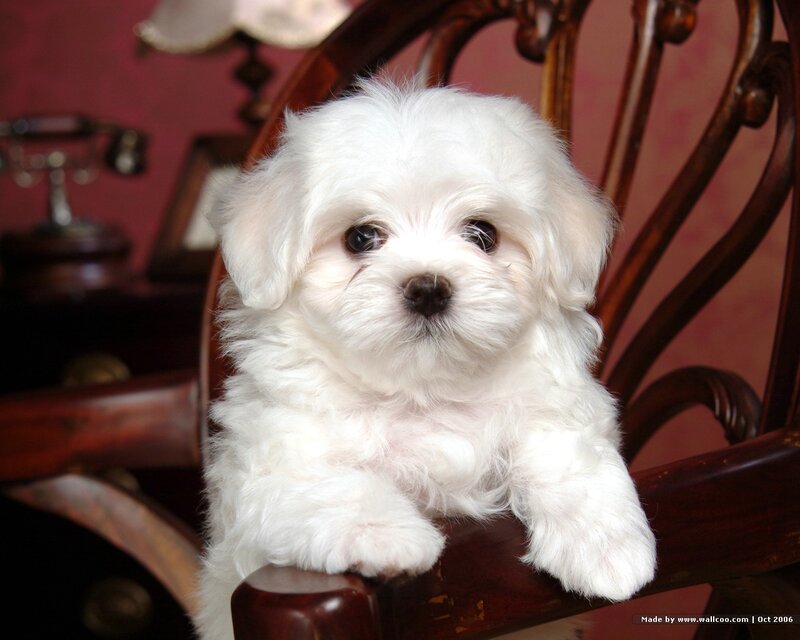 white puppy on wooden chair