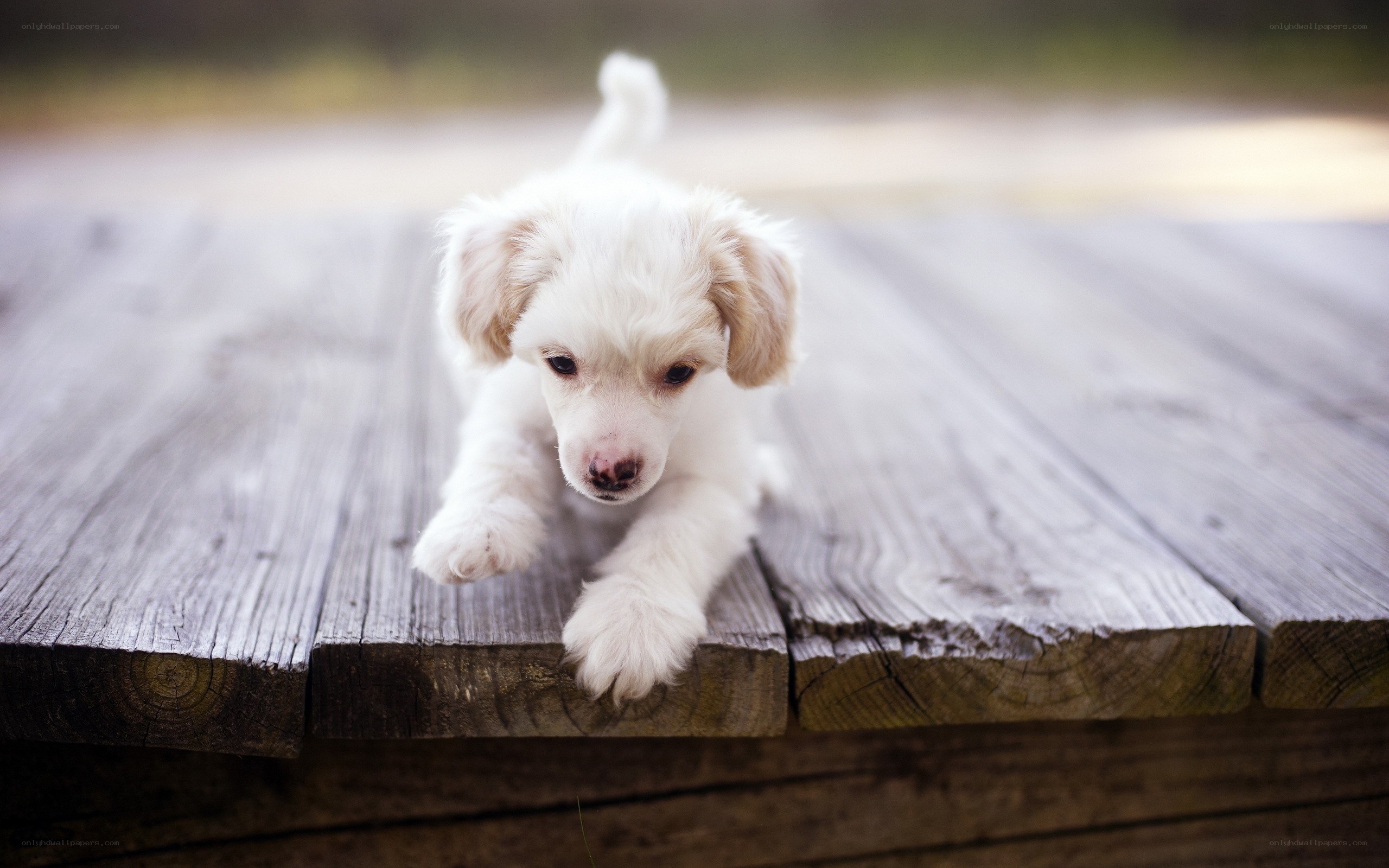 White puppy on wooden deck