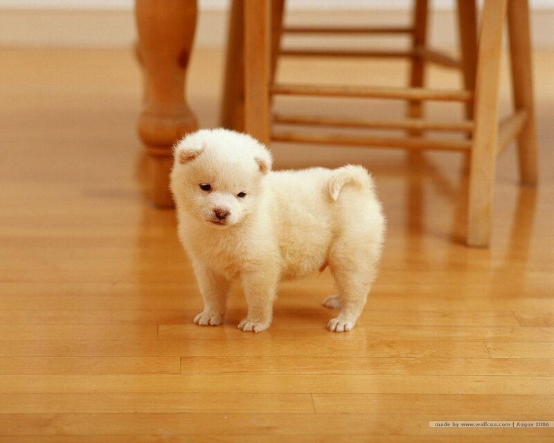 White puppy on wooden floor