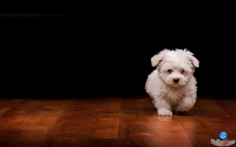 white puppy on wooden floor