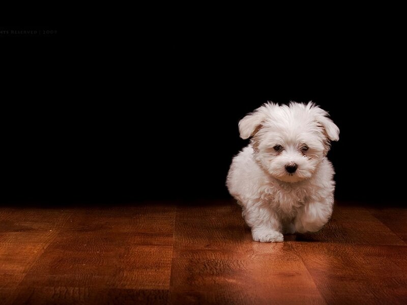 White puppy on wooden floor
