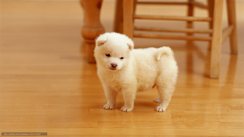 white puppy on wooden floor