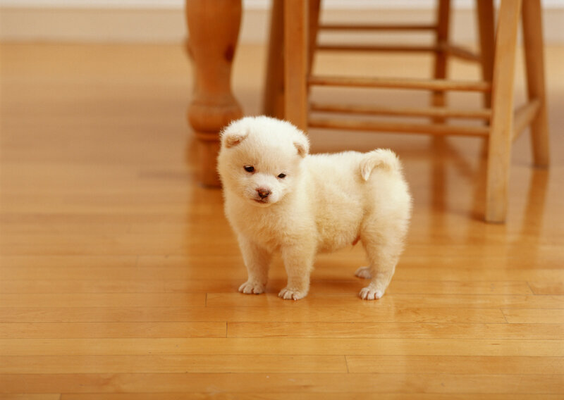 White puppy on wooden floor