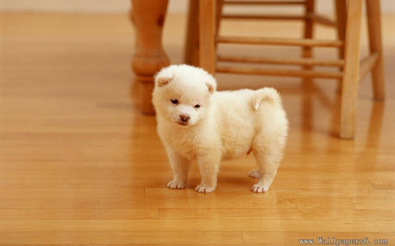 white puppy on wooden floor