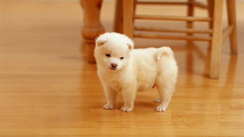 white puppy on wooden floor