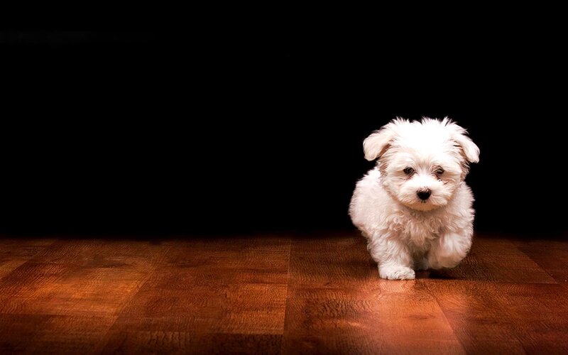 white puppy on wooden floor