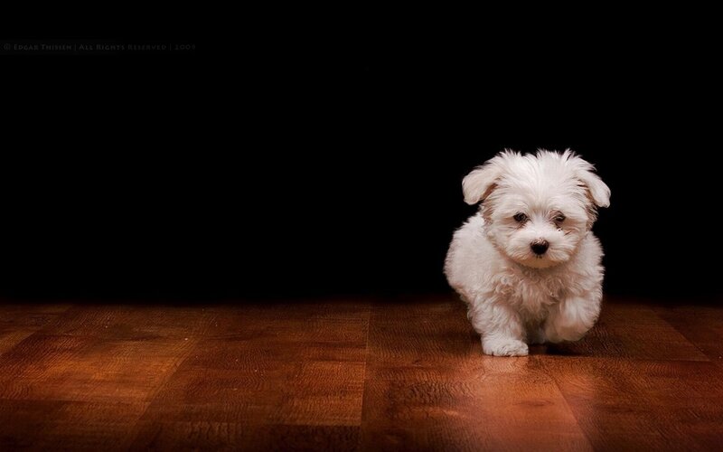 white puppy on wooden floor