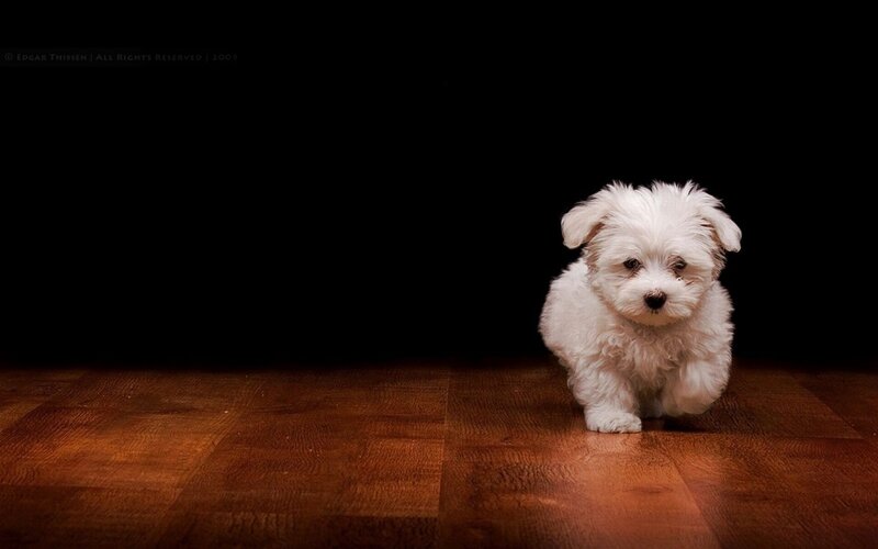 white puppy on wooden floor