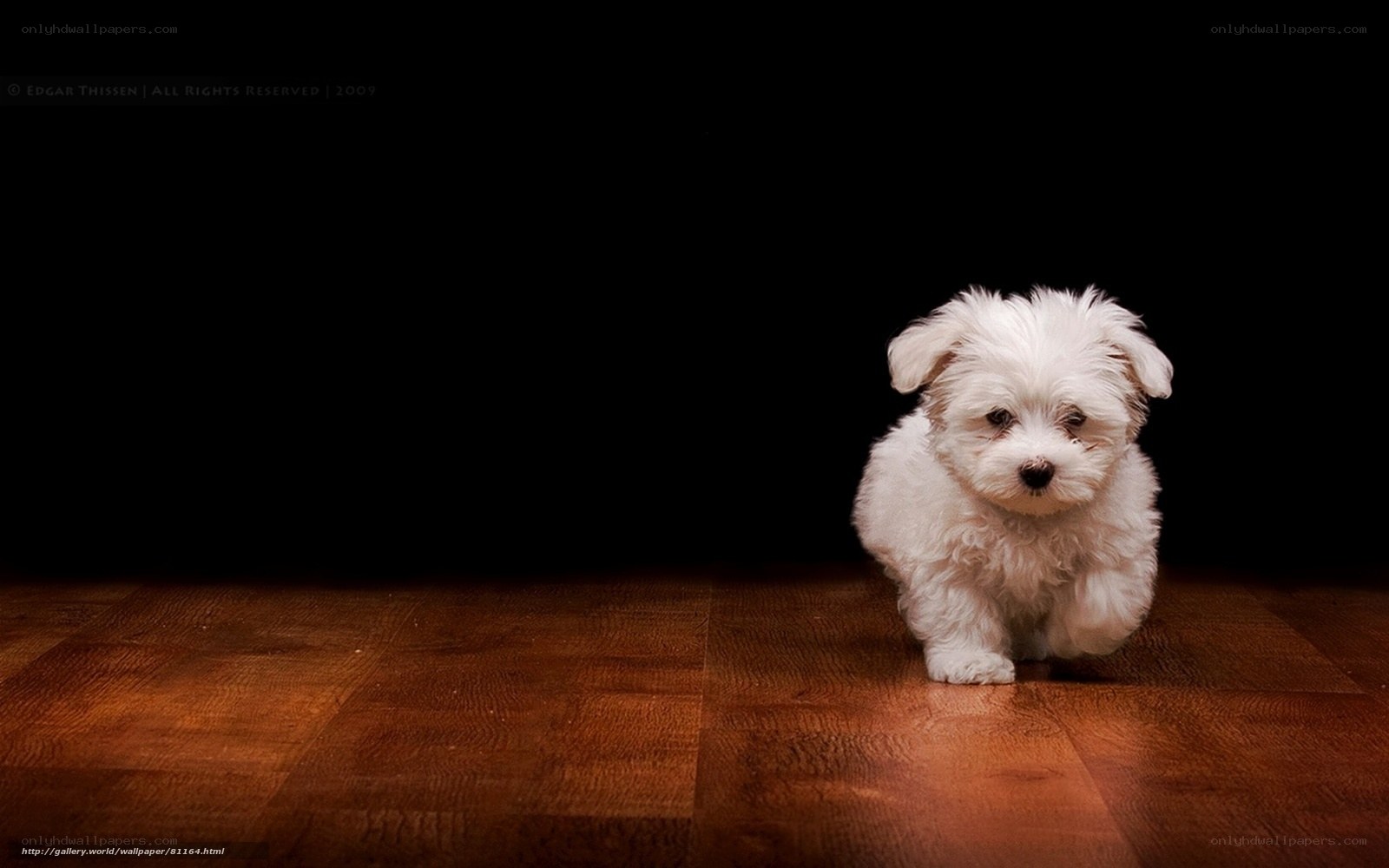 white puppy on wooden floor