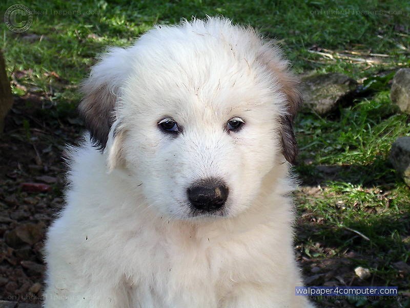white puppy outdoors