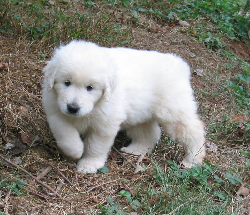 white puppy outdoors